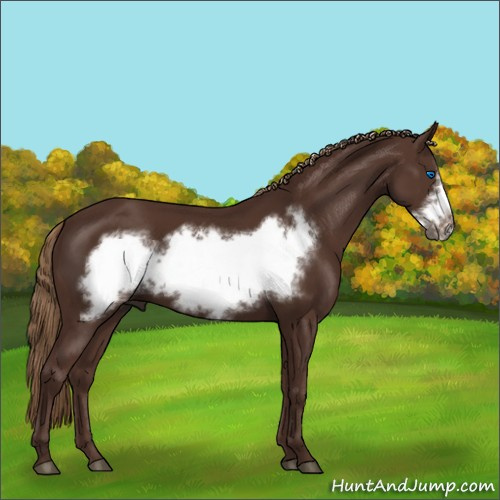 Horse Color:Liver Chestnut Frame 