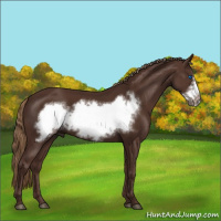 Horse Color:Liver Chestnut Frame 