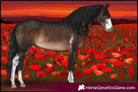 Horse Color:Gray Brown Sabino Rabicano 