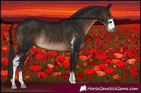 Horse Color:Gray Brown Sabino Rabicano
