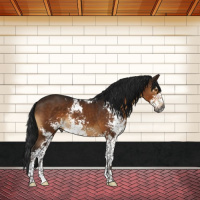 Horse Color:Gray Buckskin Sabino Rabicano