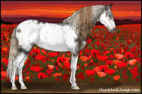 Horse Color:Gray Liver Chestnut Sabino Frame 