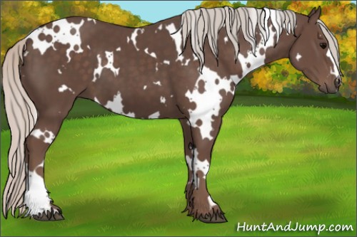 Horse Color:White Spotted Silver Black 