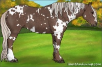 Horse Color:White Spotted Silver Black 