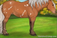 Horse Color:White Spotted Silver Bay Appaloosa