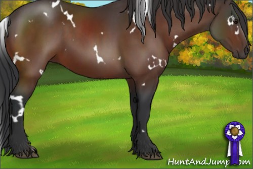 Horse Color:White Spotted Brown 