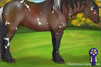 Horse Color:White Spotted Brown 