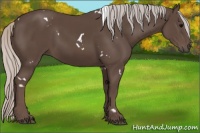 Horse Color:White Spotted Silver Black 