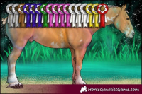 Horse Color:White Spotted Palomino Sabino