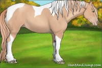 Horse Color:Gold Champagne Tobiano