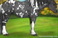 Horse Color:White Spotted Black 
