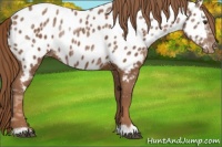 Horse Color:Chestnut Ice Appaloosa 