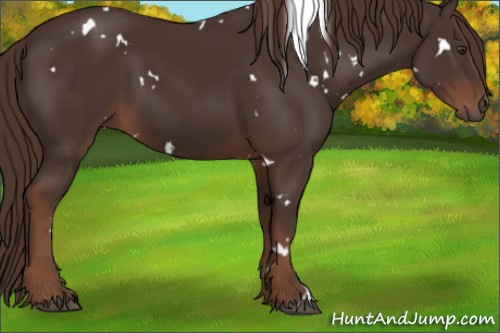 Horse Color:White Spotted Liver Chestnut 