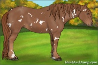 Horse Color:White Spotted Chestnut 