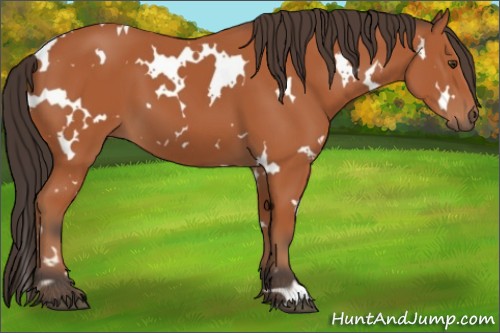 Horse Color:White Spotted Bay 