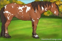 Horse Color:White Spotted Bay 