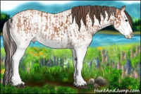 Horse Color:White Spotted Bay Splash  and White Spotted Amber Champagne Splash 