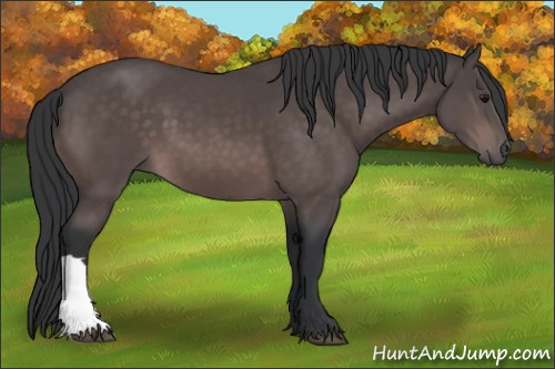 Horse Color:Platinum Bay 
