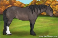 Horse Color:Platinum Bay