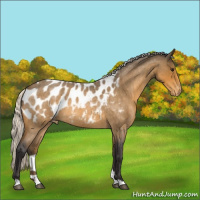 Horse Color:Silver Buckskin Roan Appaloosa 
