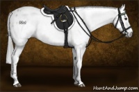 Horse Color:Gray Brown Dun Appaloosa 