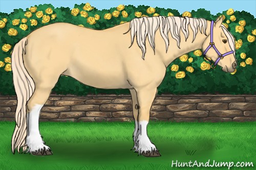 Horse Color:Palomino Dun 