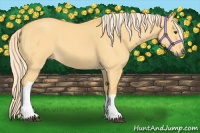 Horse Color:Palomino Dun