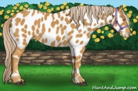 Horse Color:Palomino Near Leopard 