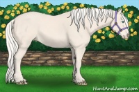 Horse Color:Cremello 