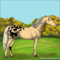 Horse Color:Void Palomino Appaloosa 