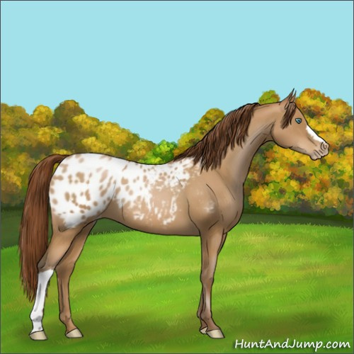 Horse Color:Gray Smoky Black Pearl Appaloosa 