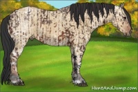 Horse Color:Bay Ice  and Bay Ice Dun 