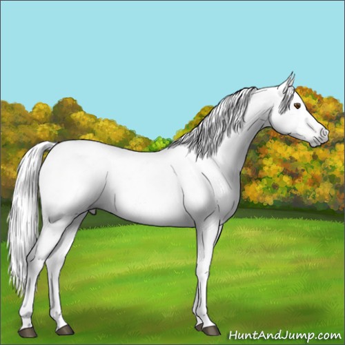 Horse Color:Gray Grullo Pearl Appaloosa 