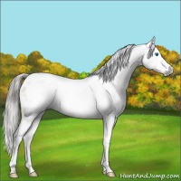 Horse Color:Gray Grullo Pearl Splash Appaloosa 