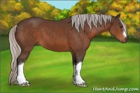 Horse Color:Silver Bay 