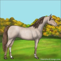 Horse Color:Blue Roan Pearl 
