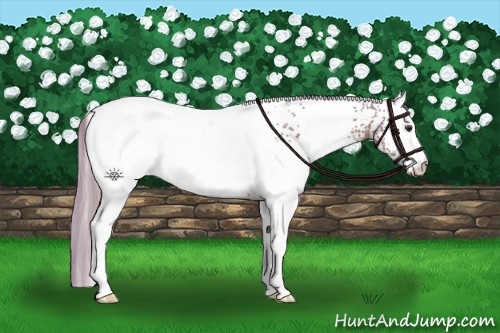 Horse Color:Watercolor White Spotted Chestnut Blanket