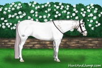 Horse Color:Watercolor White Spotted Chestnut Appaloosa 