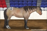 Horse Color:Brown Roan Dun Sabino Appaloosa 