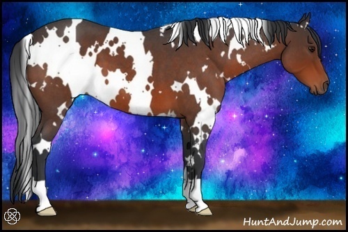 Horse Color:White Spotted Bay Roan