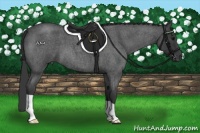 Horse Color:Blue Roan 