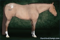 Horse Color:Sable Champagne Roan Appaloosa