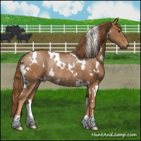 Horse Color:White Spotted Chestnut Rabicano 