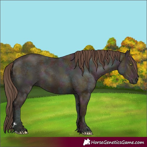 Horse Color:Midnight Amber Champagne Ice 