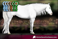 Horse Color:Silver Sable Cream Champagne Dun Near Leopard 