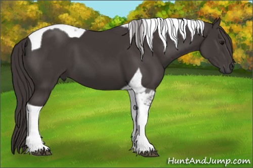 Horse Color:Smoky Black Tobiano 