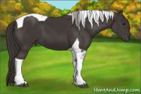 Horse Color:Smoky Black Tobiano 