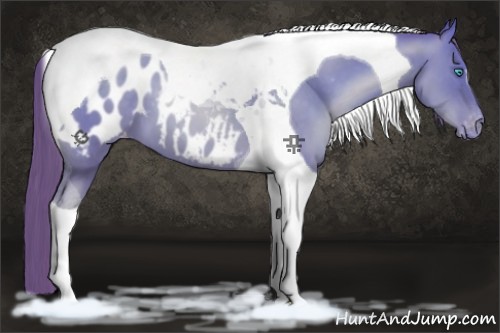 Horse Color:Buckskin Pearl Tobiano Appaloosa 