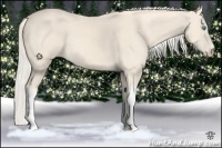 Horse Color:Cremello 