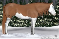 Horse Color:Chestnut Splash 